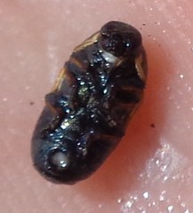 Cryptocephalus laetus