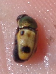 Cryptocephalus laetus