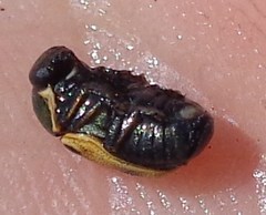 Cryptocephalus laetus