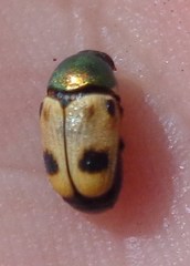 Cryptocephalus laetus