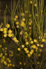 Acacia juncifolia