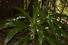 Crinum pedunculatum