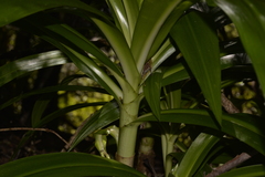 Crinum pedunculatum