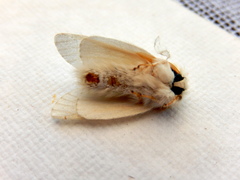 Trichiocercus mesomelas