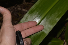 Crinum pedunculatum