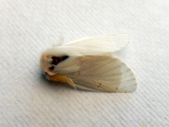 Trichiocercus mesomelas