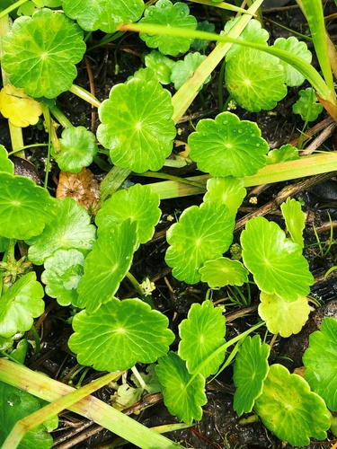 Hydrocotyle verticillata observed 2021-07-31