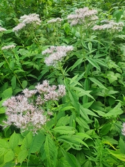 Eupatorium glehnii