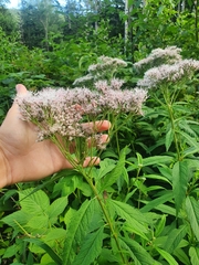 Eupatorium glehnii