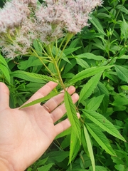 Eupatorium glehnii