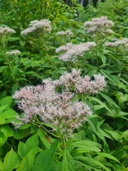 Eupatorium glehnii