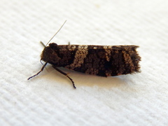 Lepidoscia heliochares