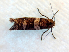 Lepidoscia heliochares