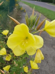 Oenothera