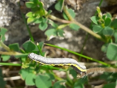 Lycia zonaria