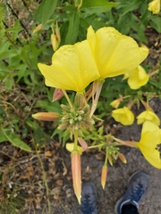 Oenothera