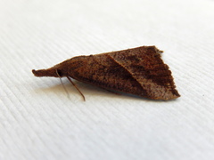 Hypena obacerralis