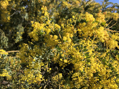 Acacia vestita