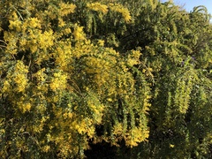Acacia vestita