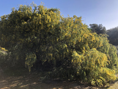 Acacia vestita