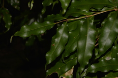 Syzygium anisatum
