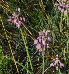 Allium carinatum pulchellum