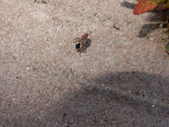 Graptostethus servus