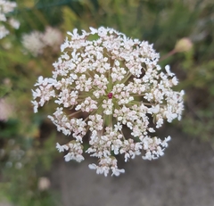 Daucus carota