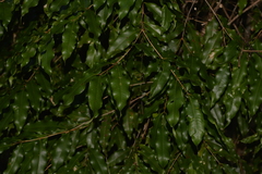 Syzygium anisatum