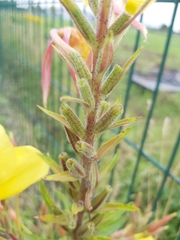Oenothera