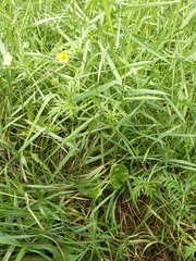 Potentilla multifida