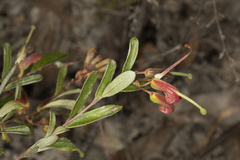 Grevillea banyabba