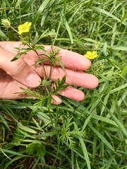 Potentilla multifida
