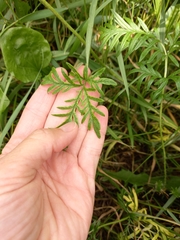 Potentilla multifida