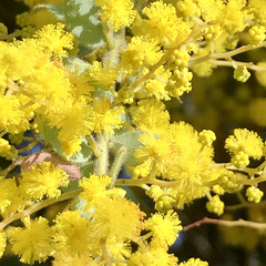 Acacia vestita
