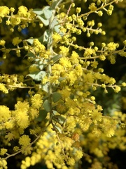 Acacia vestita