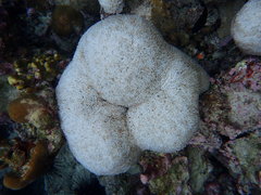 Physogyra lichtensteini