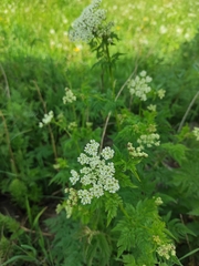 Chaerophyllum aureum