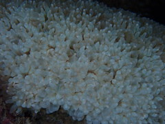 Physogyra lichtensteini