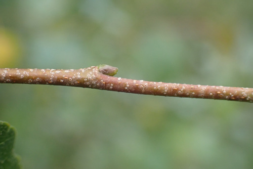 Betula pendula branch