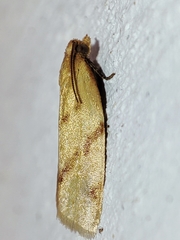 Clepsis pallidana