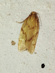 Clepsis pallidana