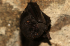 Barbastella barbastellus