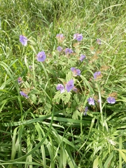 Geranium erianthum