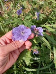 Geranium erianthum