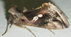 Chrysodeixis acuta