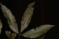 Heritiera trifoliolata