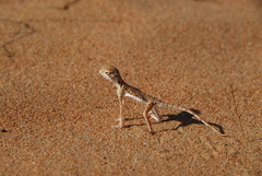 Phrynocephalus arabicus