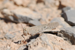 Sphingonotus rubescens
