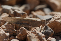 Sphingonotus rubescens